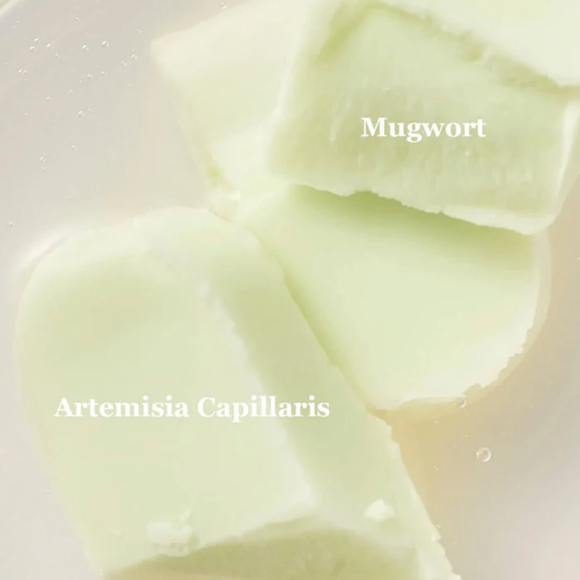 Beauty of Joseon Matte Sun Stick: Mugwort + Camellia (SPF 50+ PA++++)